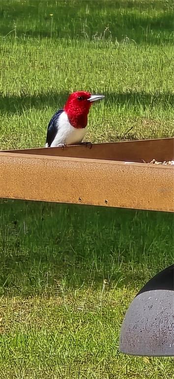 2 55th Place Wellborn, FL 32094 - Photo 24 of 24