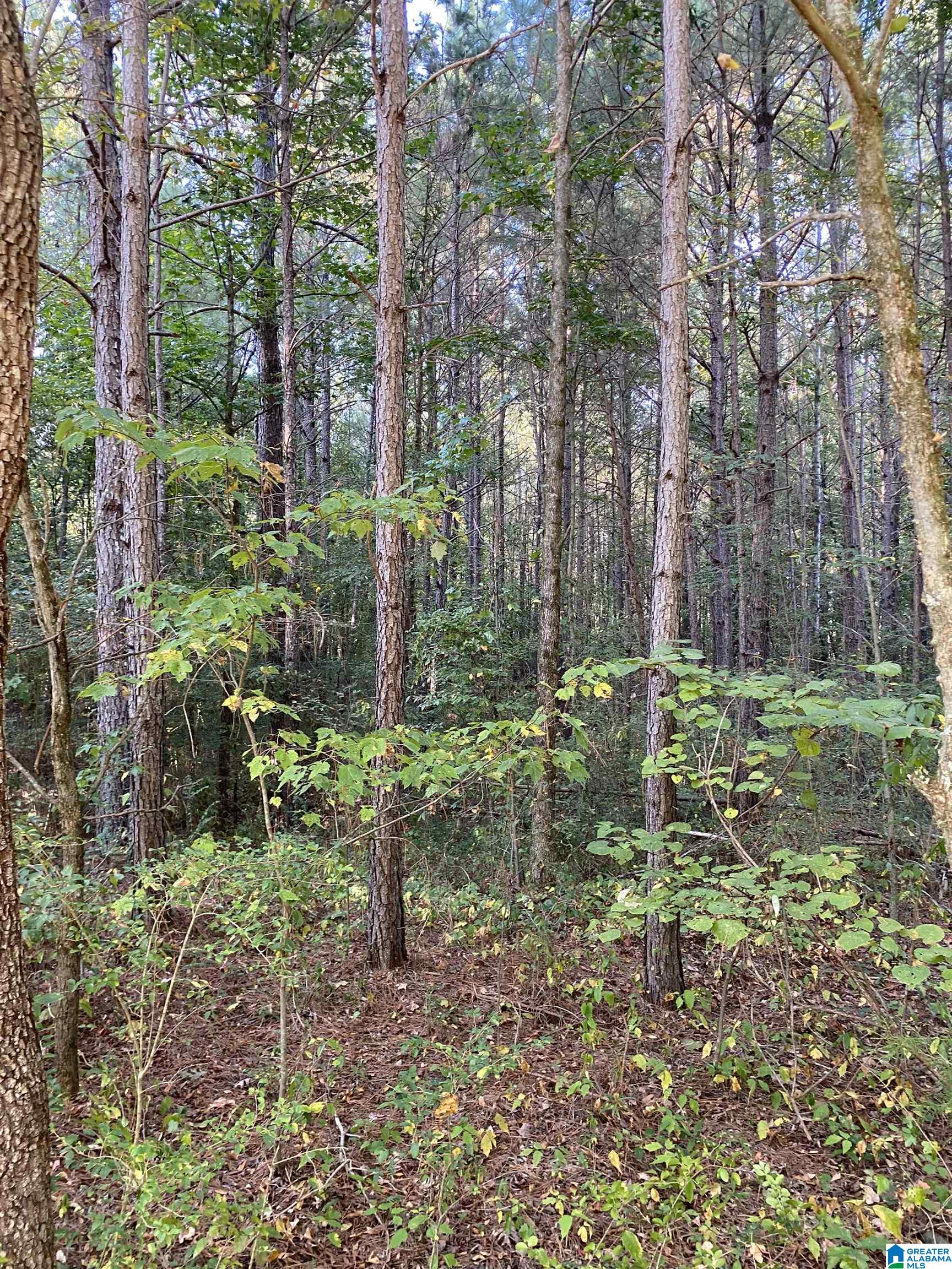 Lincoln Road, Unit 6 0 Cleveland, AL 35049 - Photo 12 of 12