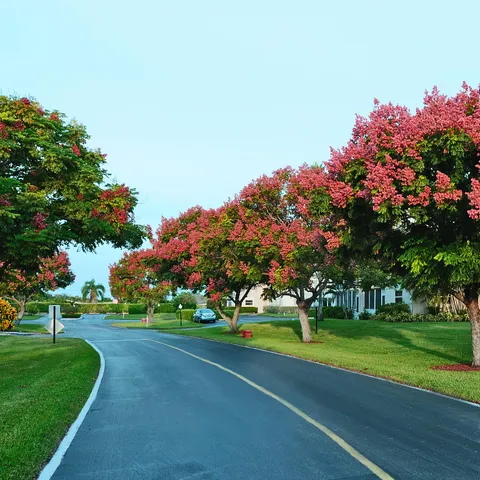 a view of a park with large trees