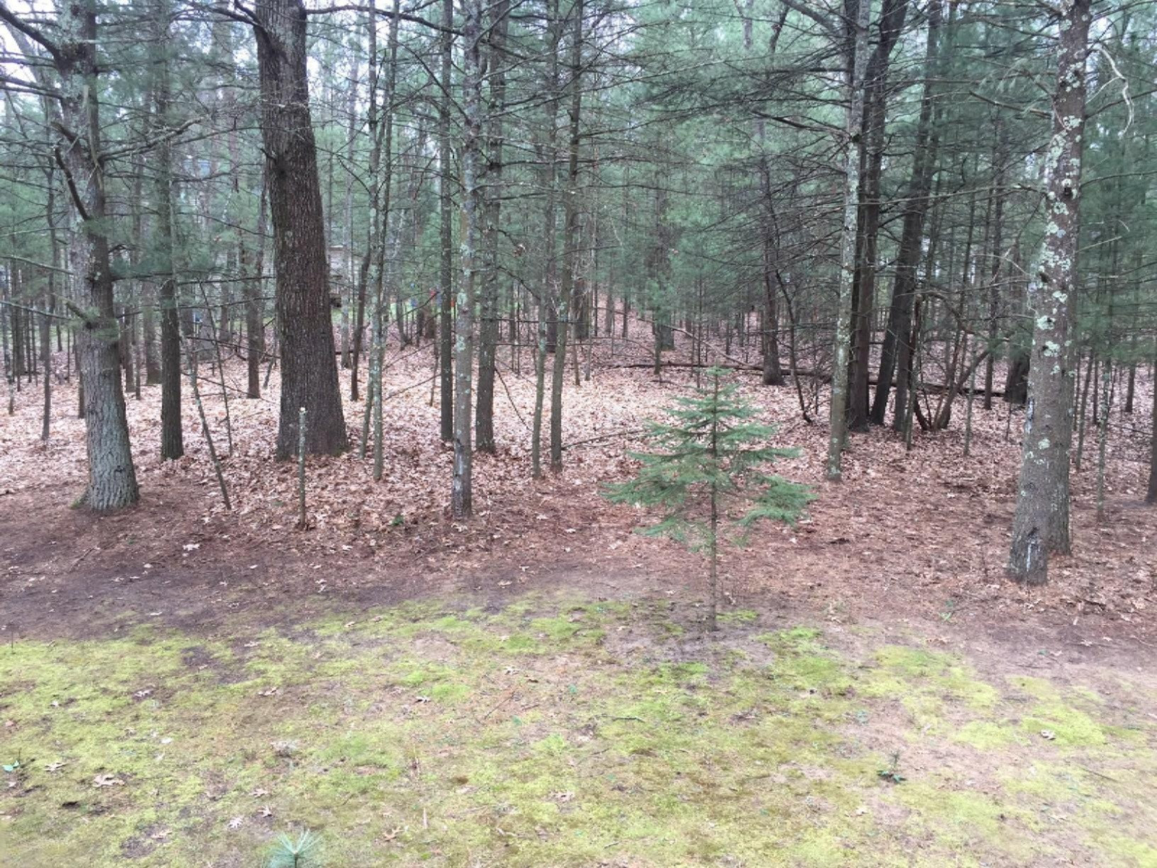 6337 Cheyenne Road Pentwater, MI 49449 - Photo 9 of 33 Nicely Wooded Backyard