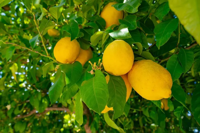 $3,650,000 | 1300 Ink Grade Road, Angwin, CA 94508