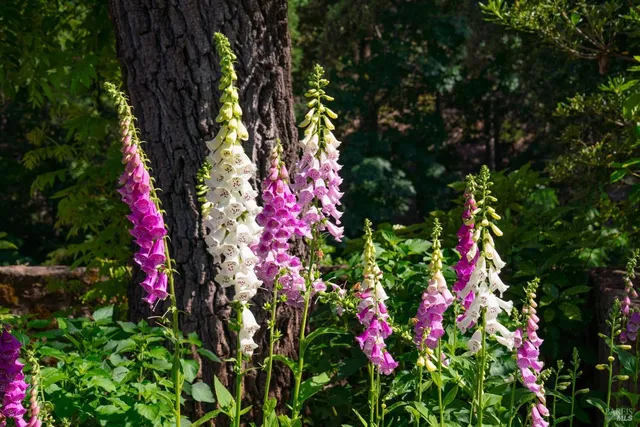 $3,650,000 | 1300 Ink Grade Road, Angwin, CA 94508