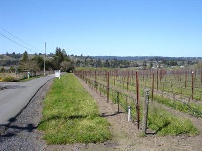 8090 Pillow Road Sebastopol, CA 95472 - Photo 4 of 10 a view of a garden with a lake
