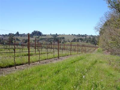 8090 Pillow Road Sebastopol, CA 95472 - Photo 5 of 10 a view of a back yard