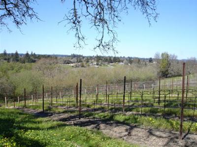 8090 Pillow Road Sebastopol, CA 95472 - Photo 6 of 10 a view of a garden with a tree