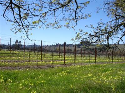 8090 Pillow Road Sebastopol, CA 95472 - Photo 7 of 10 a view of a park with a large tree