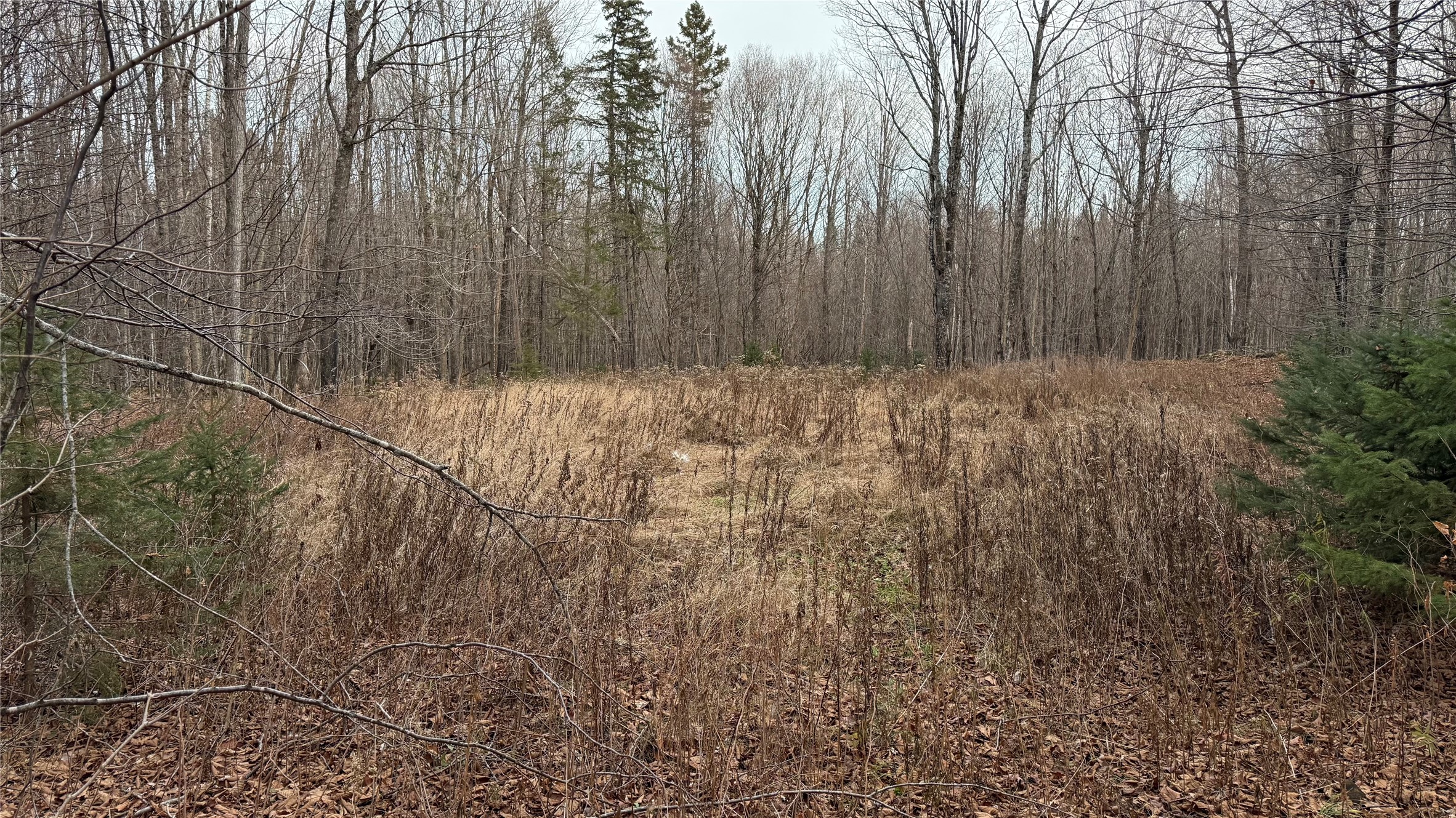 80-acres 80-acres Off South Park Road Butternut, WI 54514 - Photo 6 of 44