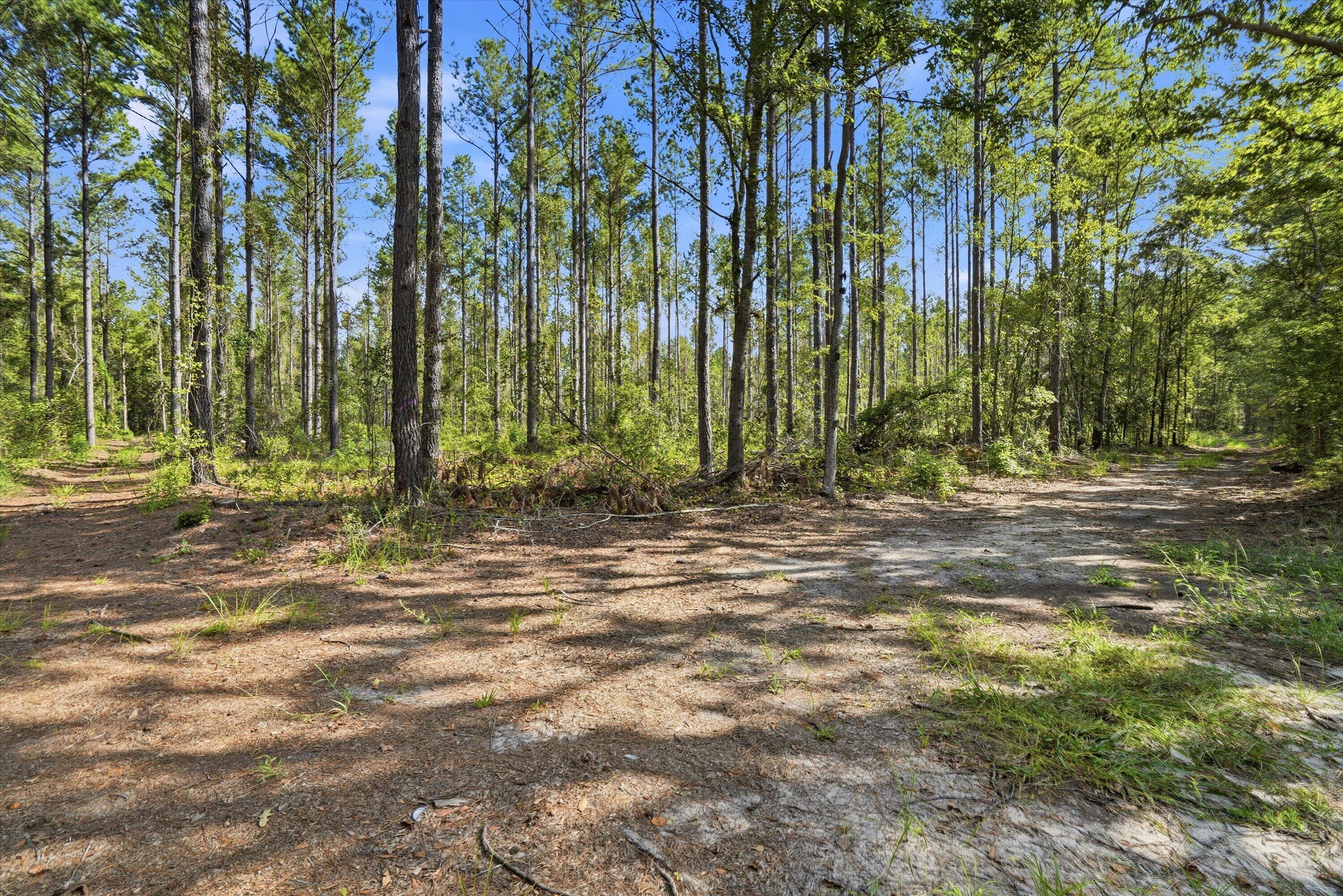 0 Barracada Road Walterboro, SC 29488 - Photo 10 of 26 08-008_DSC01463