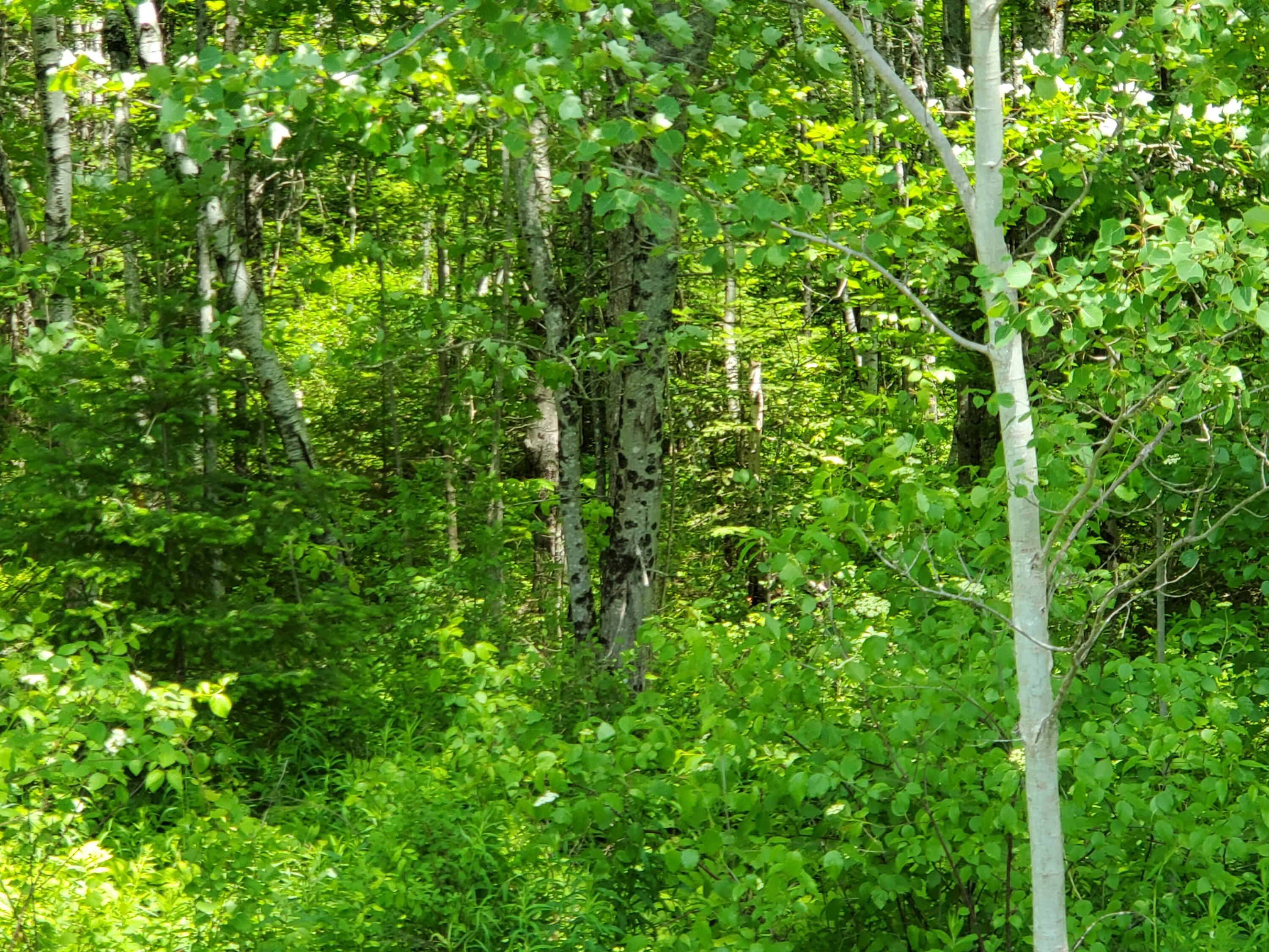 40 Morgan Road Burnham, ME 04922 - Photo 12 of 14 20250617_130951