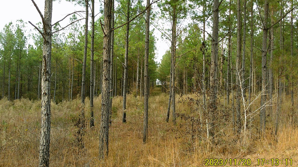 31-acres Upper Mill Road McCormick, SC 29835 - Photo 2 of 14