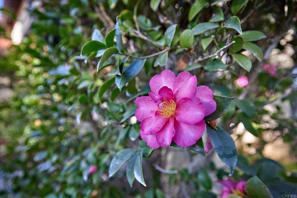 3518 Sarah Ann Drive Fallbrook, CA 92028 - Photo 38 of 49 a view of a flower