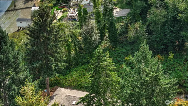 a view of a lush green forest