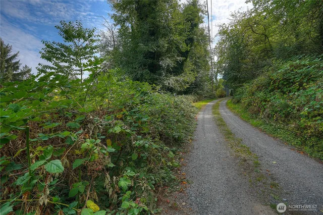 a view of a forest with trees in the background
