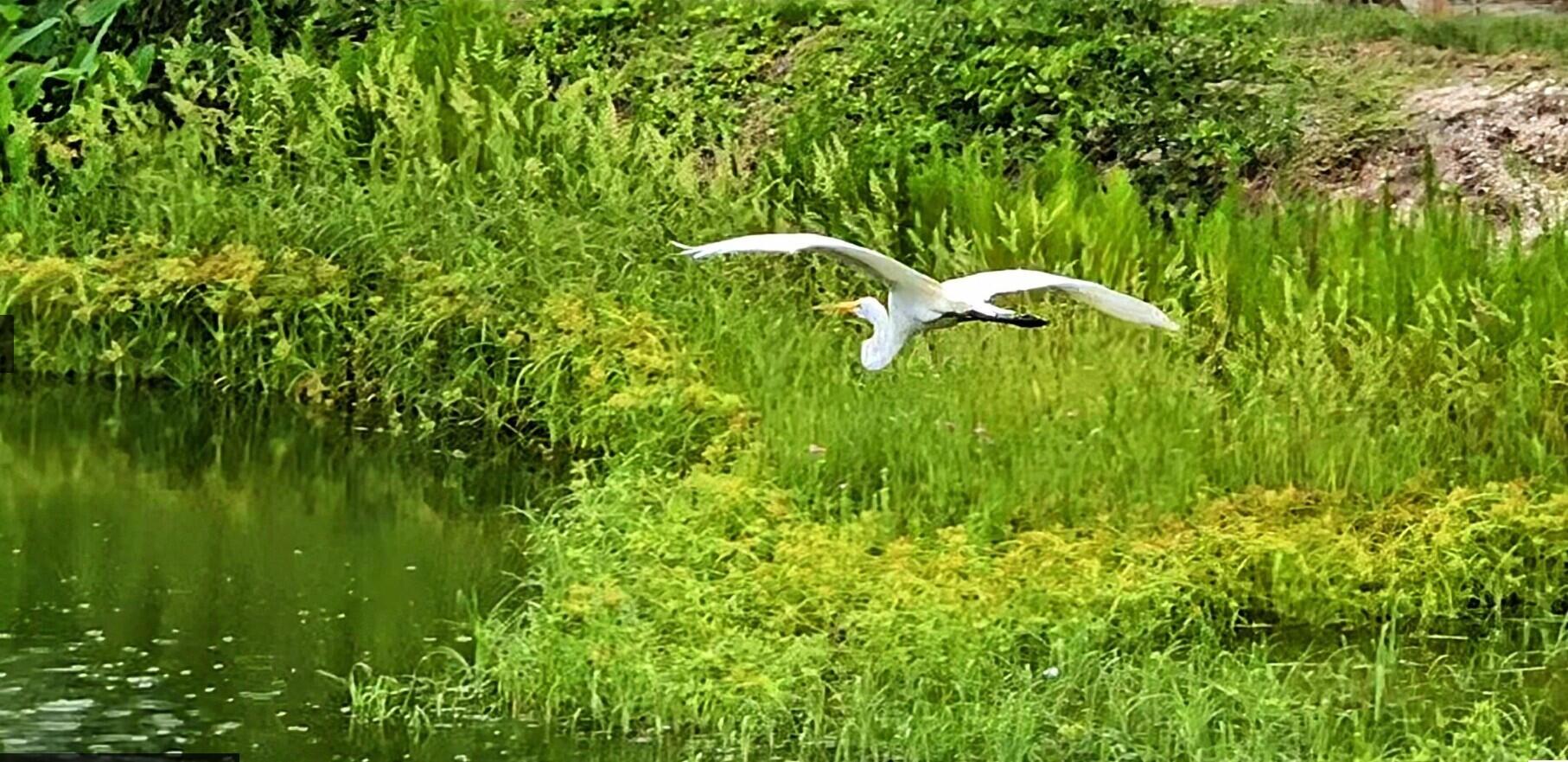 4858 Northwest 16th Terrace Boca Raton, FL 33431 - Photo 35 of 38 a backyard of a house with lots of green space and trees