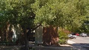 a view of a tree in a yard