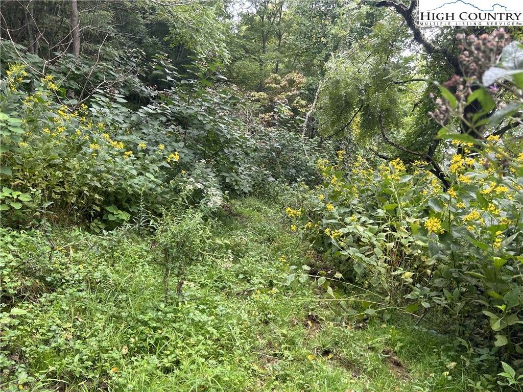 Ed Williams Road Vilas, NC 28692 - Photo 2 of 2 a view of a lush green forest with large trees