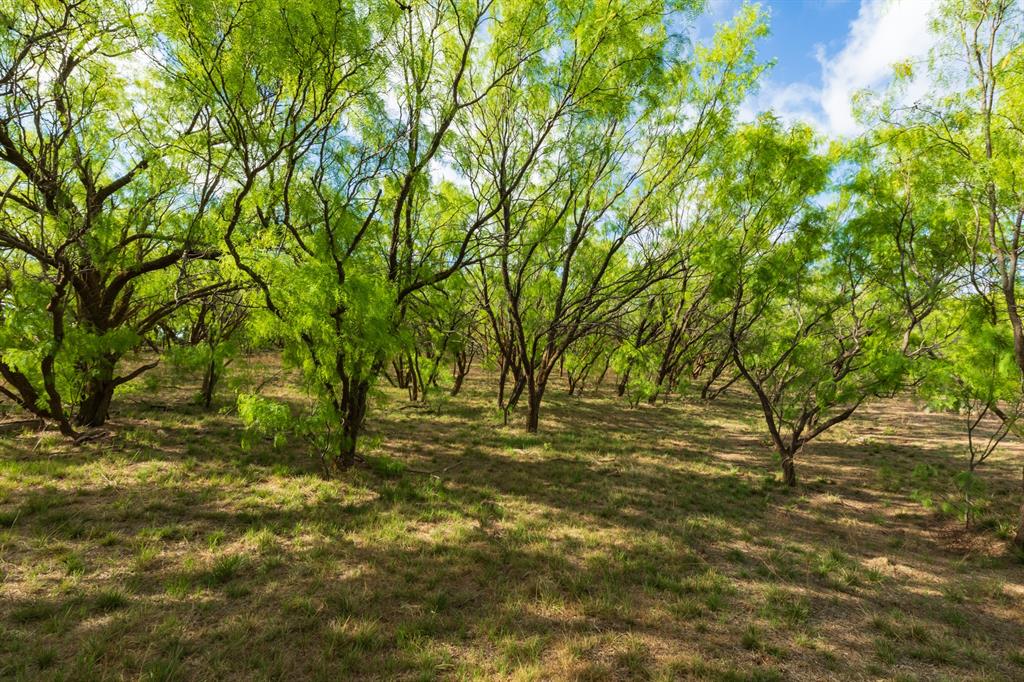 600 Fm 600 Haskell, TX 79521 - Photo 28 of 34 a view of yard with trees