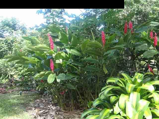 377 Ulaino Road, Unit KAWELA RIDGE LOT 7 Hana, HI 96713 - Photo 11 of 30 a flower view