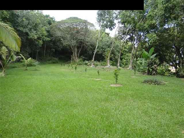 377 Ulaino Road, Unit KAWELA RIDGE LOT 7 Hana, HI 96713 - Photo 27 of 30 a ground with lots of trees