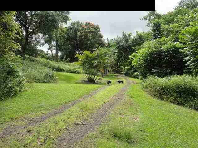 377 Ulaino Road, Unit KAWELA RIDGE LOT 7 Hana, HI 96713 - Photo 7 of 30 a yard with lots of green space