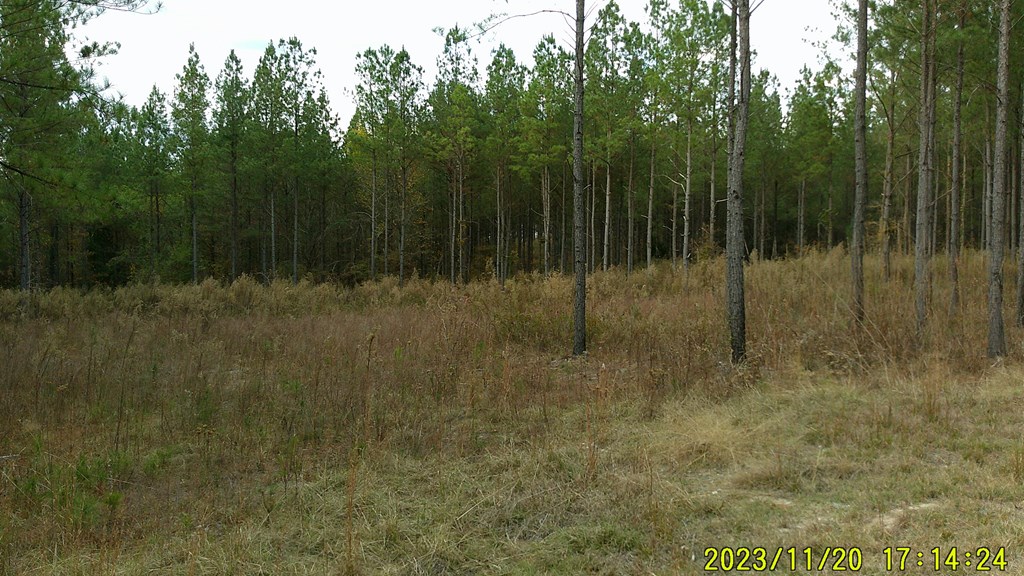 31-acres Upper Mill Road McCormick, SC 29835 - Photo 7 of 14