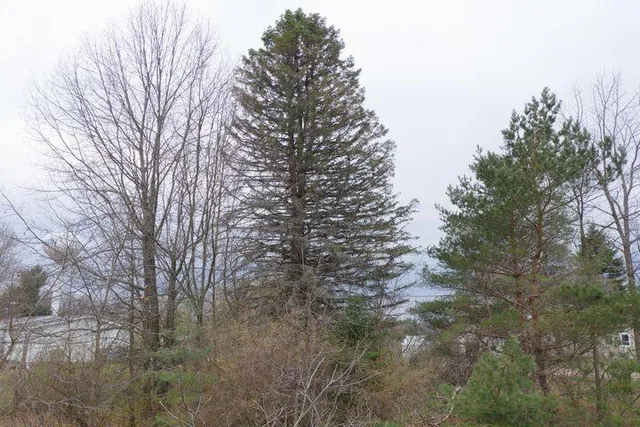 $20,000 | 0 Bond Street, Harrison, MI 48625