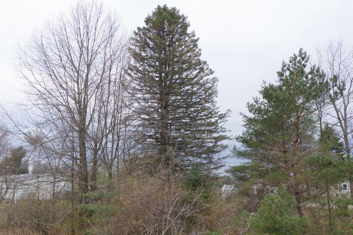 0 Bond Street Harrison, MI 48625 - Photo 7 of 14 20230417174706052360000000-o
