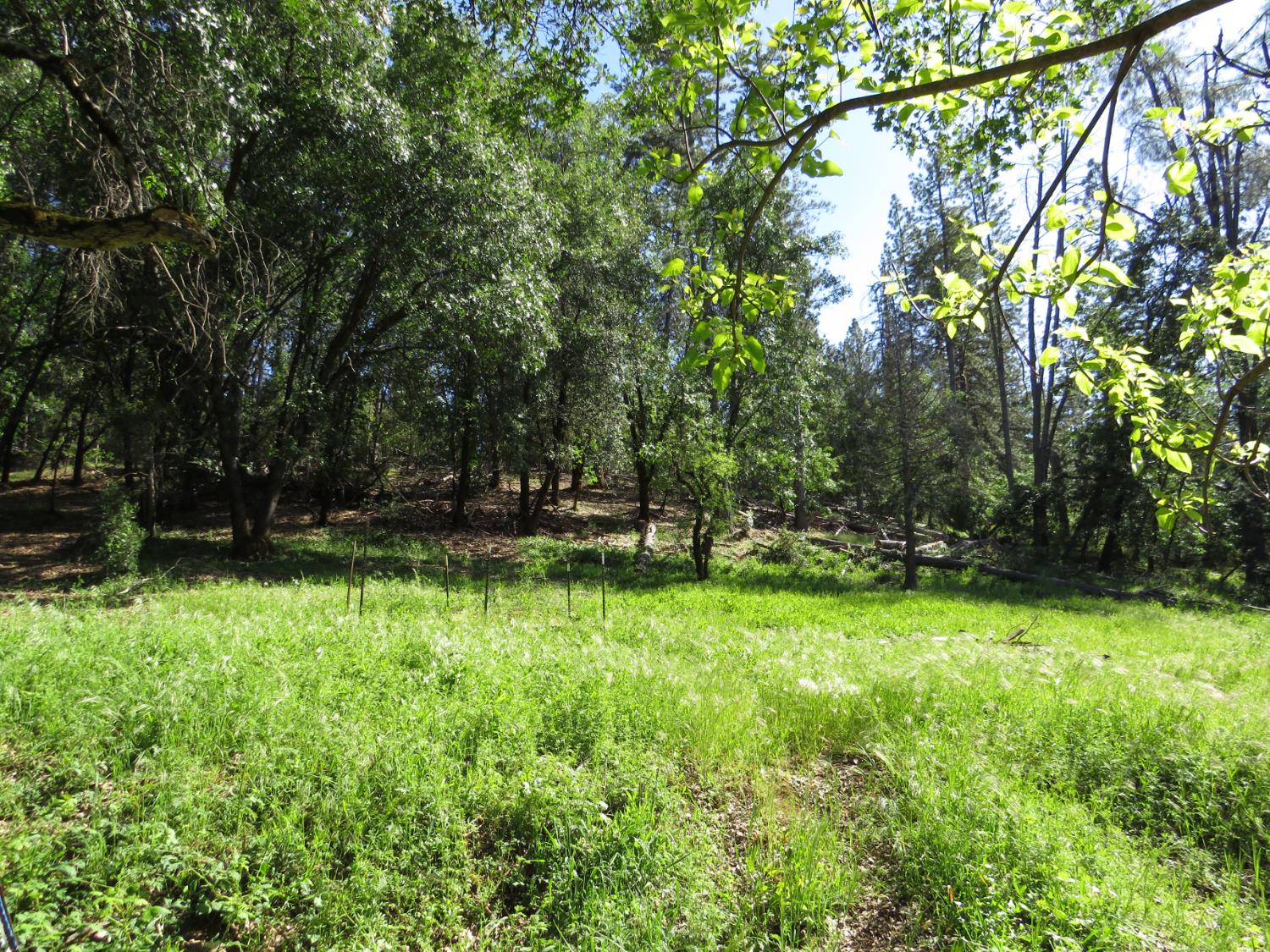 24040 Tokayana Way Colfax, CA 95713 - Photo 59 of 70 Back acreage looking toward the PCWA canal that boarders the back of the property.