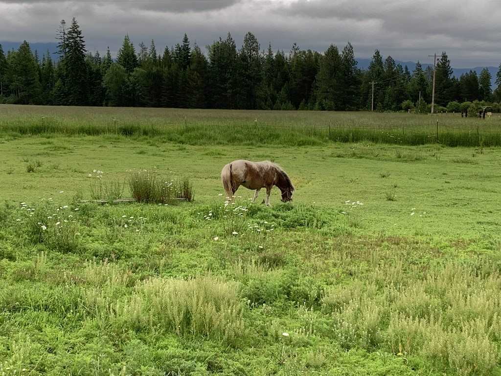 502 Bond Road Cusick, WA 99119 - Photo 10 of 20