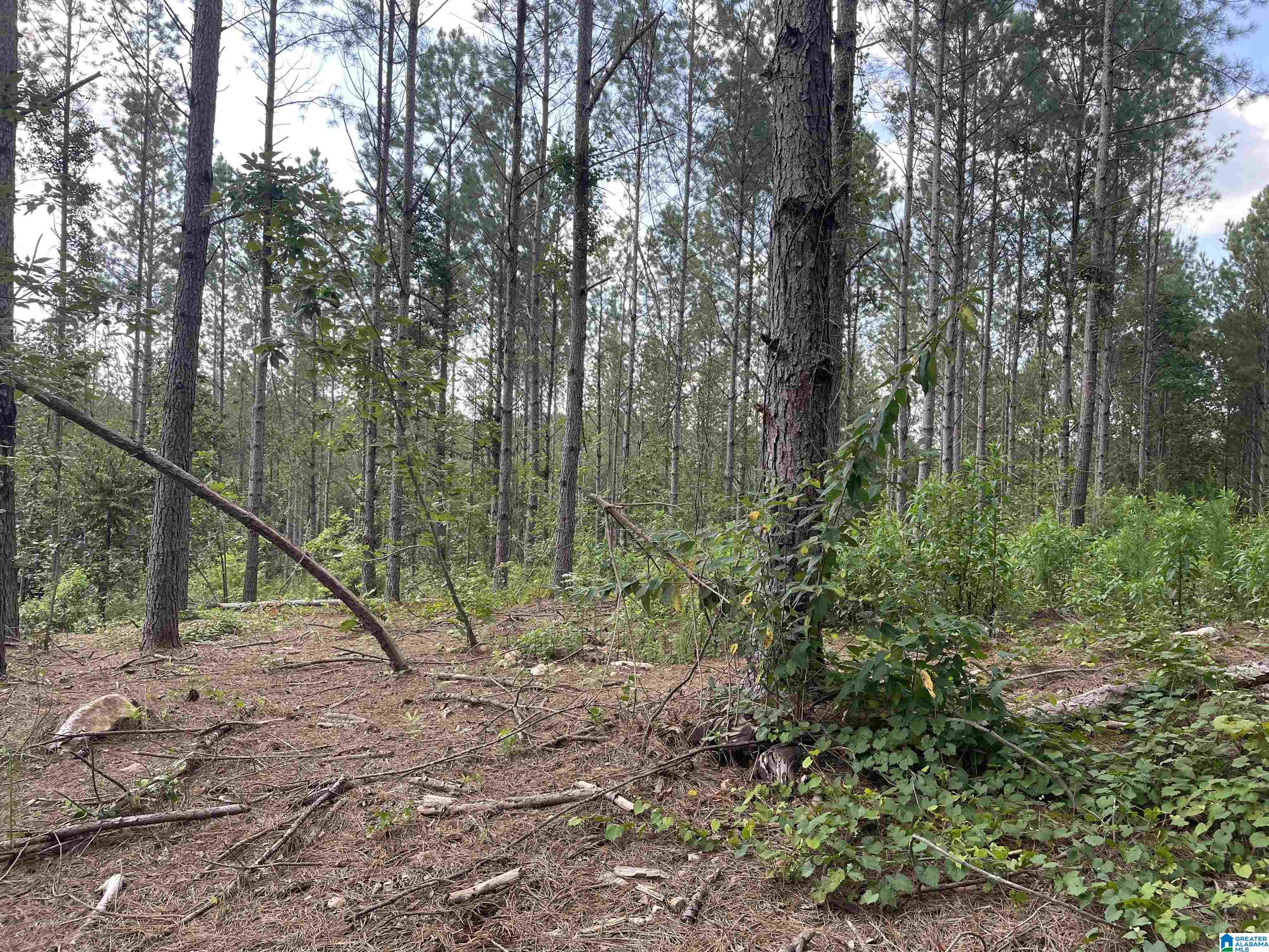 0 County Road 689, Unit 1 Ranburne, AL 36273 - Photo 68 of 69