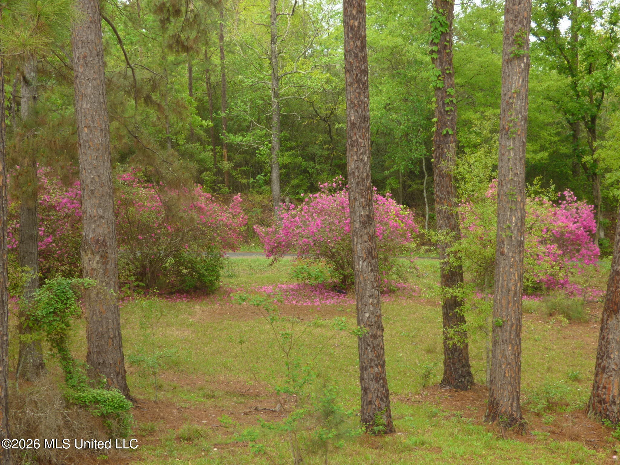326 Roan Ready Road Monticello, MS 39654 - Photo 18 of 22 P1350159