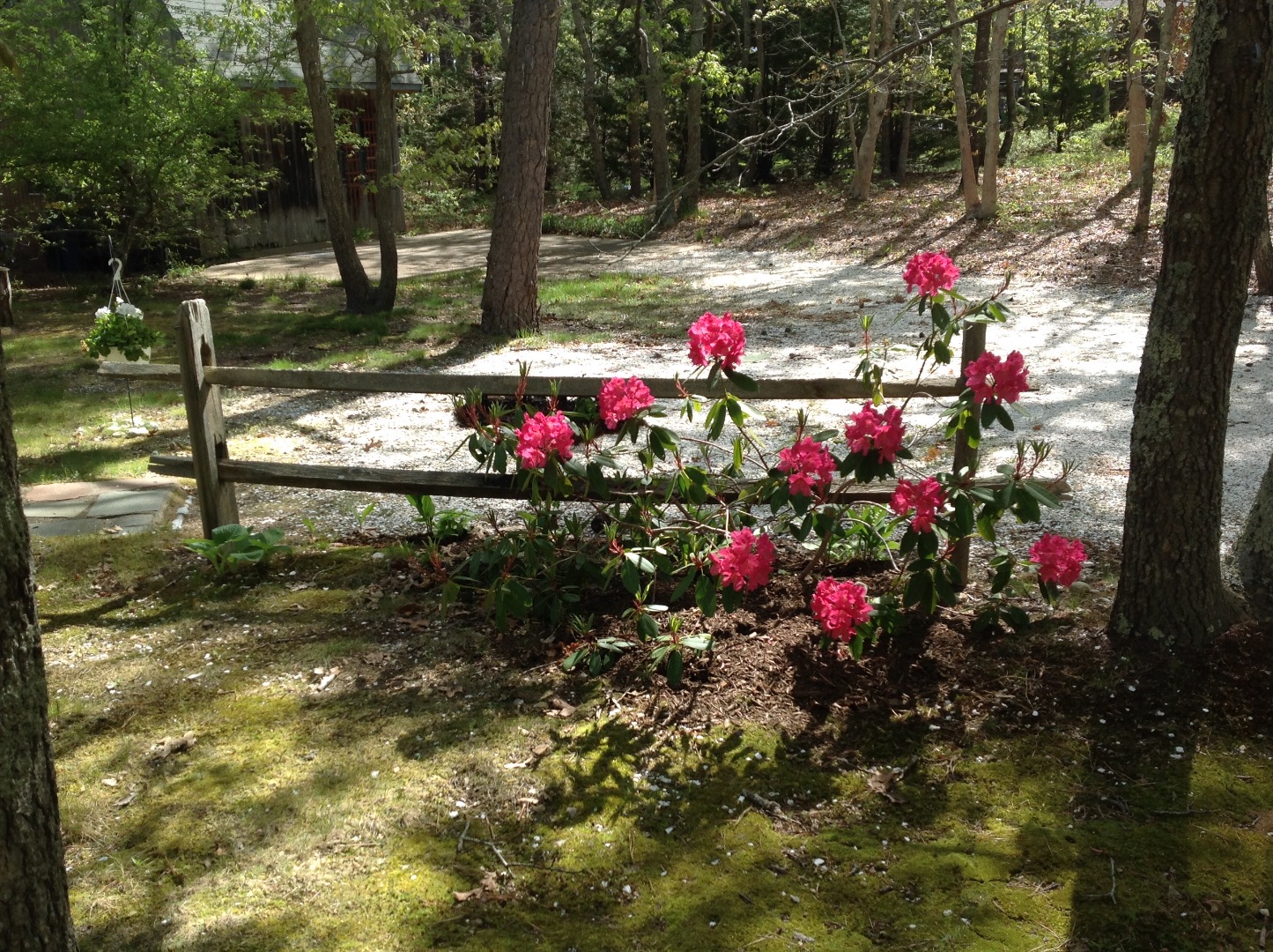 39 Tower Ridge Road Oak Bluffs, MA 02557 - Photo 5 of 33 shell driveway and many plantings