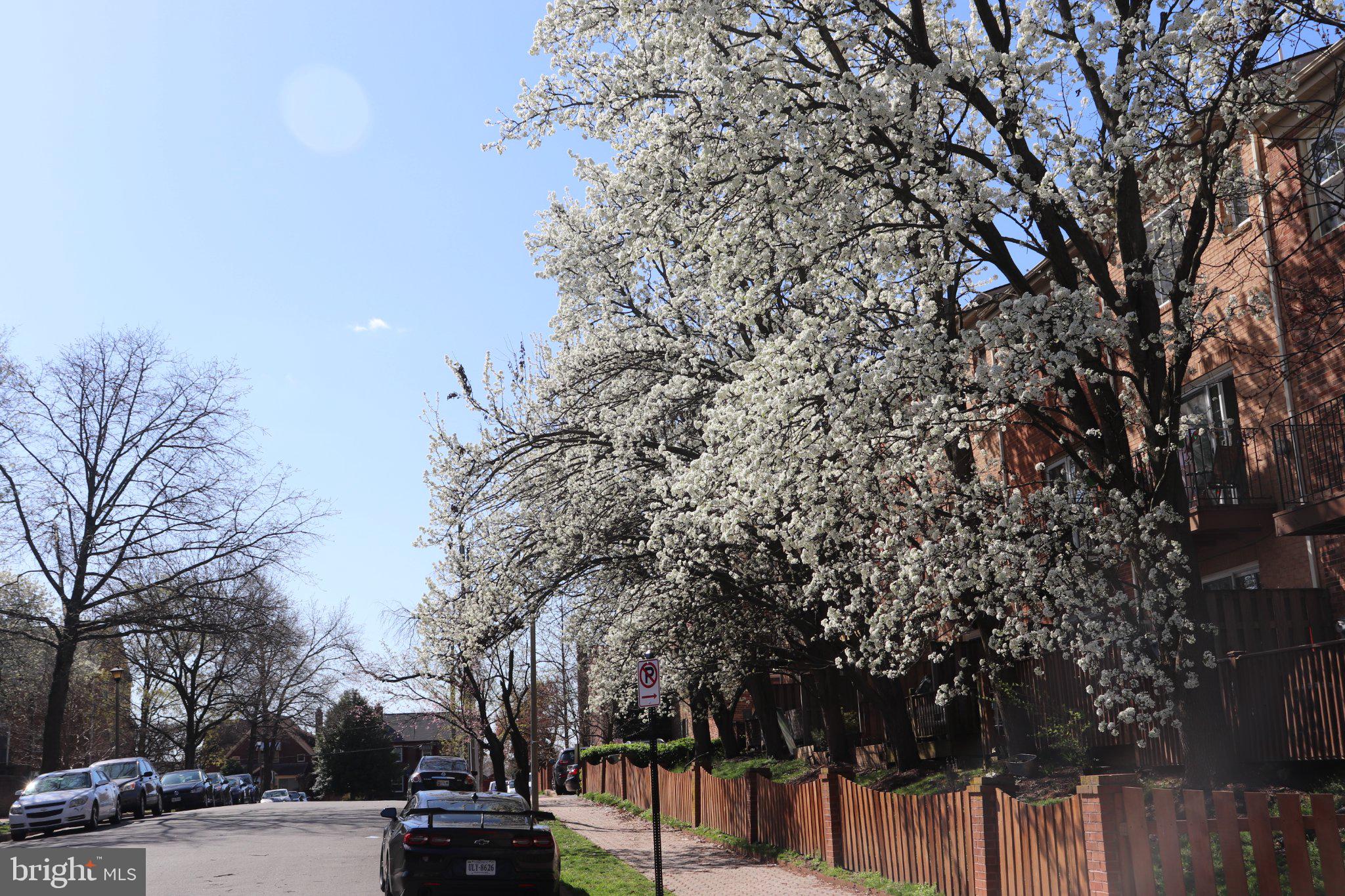 942 South Rolfe Street Arlington, VA 22204 - Photo 27 of 34 Blossoming trees line a serene street.