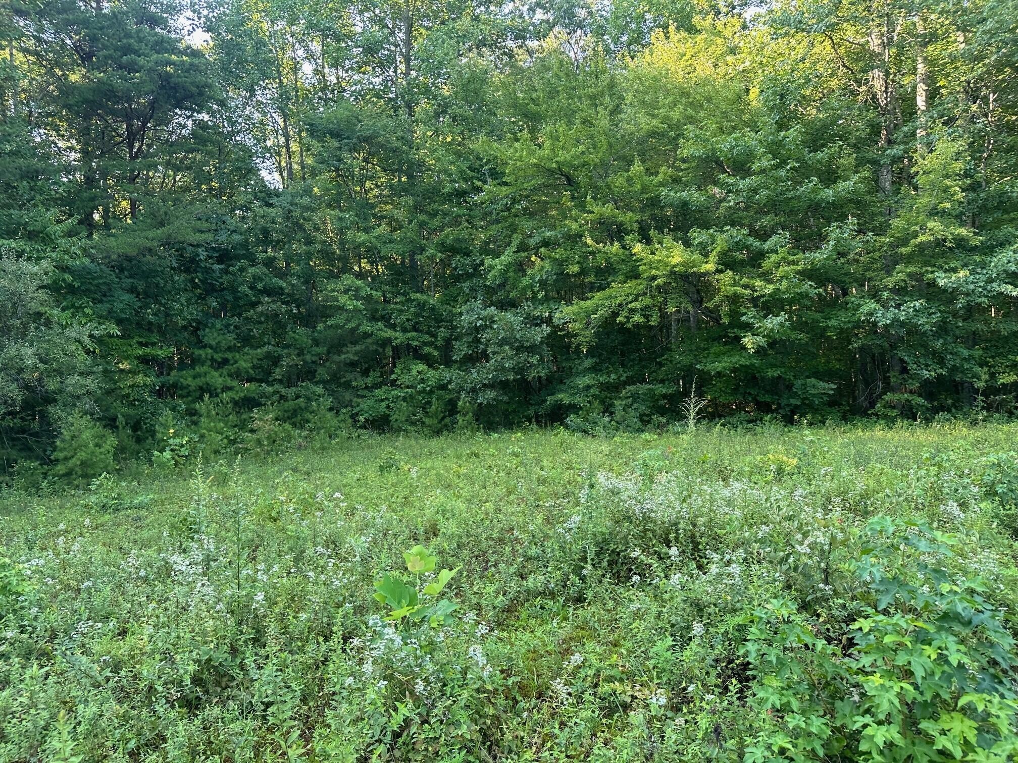 8 Prater Road Pikeville, TN 37367 - Photo 14 of 19 Gallery Image 14