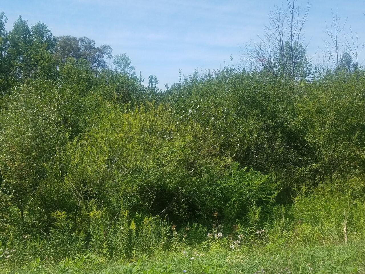 Lot 15 Marlene Road Rothbury, MI 49452 - Photo 1 of 1 Marlene Rd