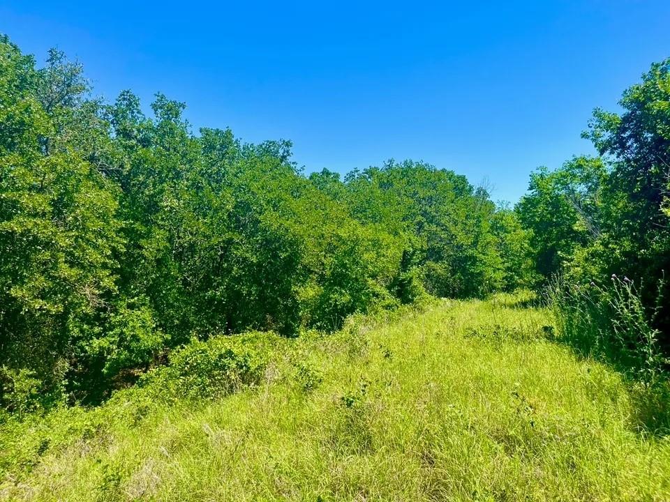View of local wilderness