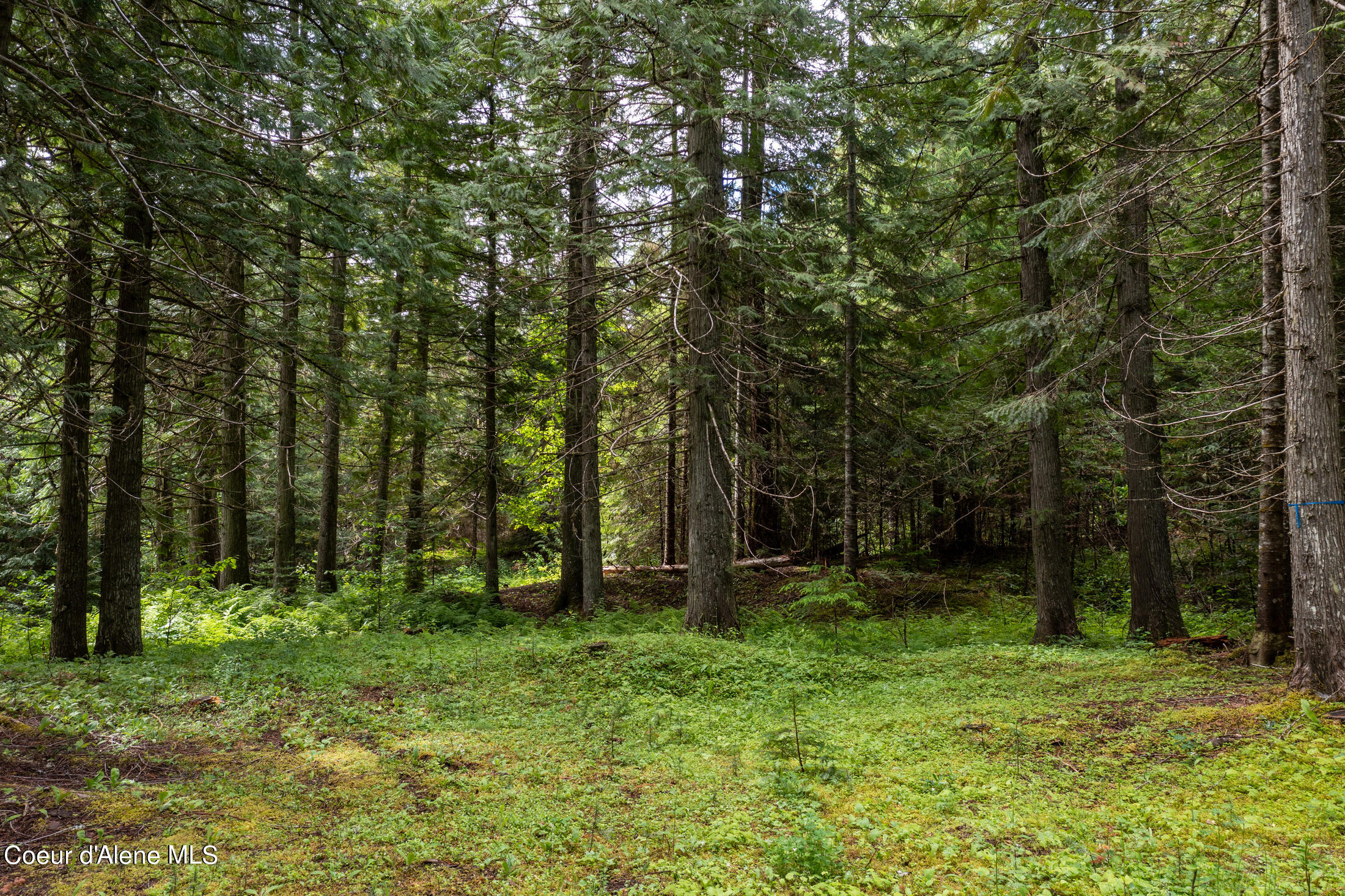 Nna Beaver Creek Road Wallace, ID 83873 - Photo 24 of 57 DJI_0812-HDR-33