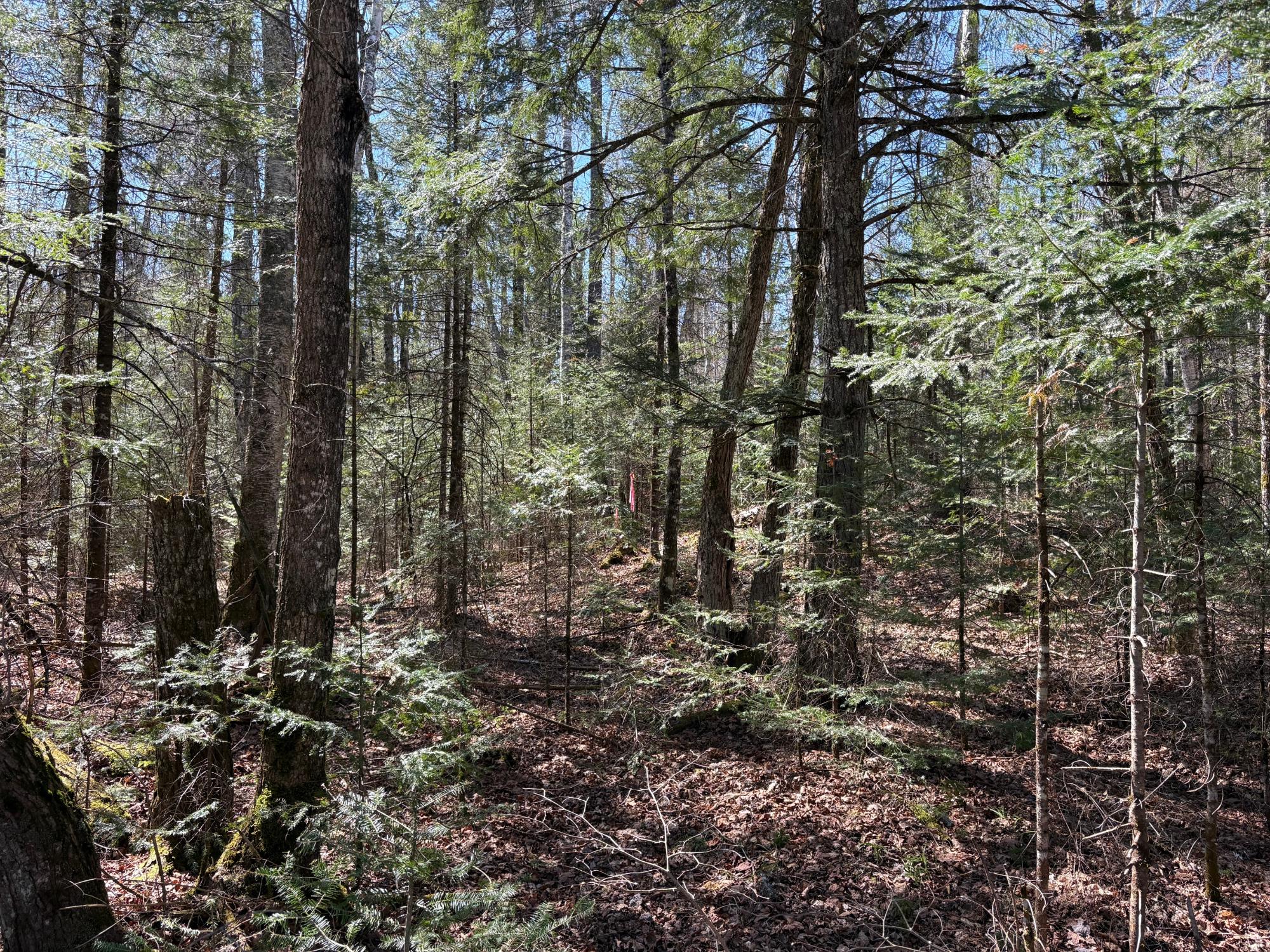 Lot 22 Deer Trail Road Manitowish Waters, WI 54545 - Photo 8 of 9