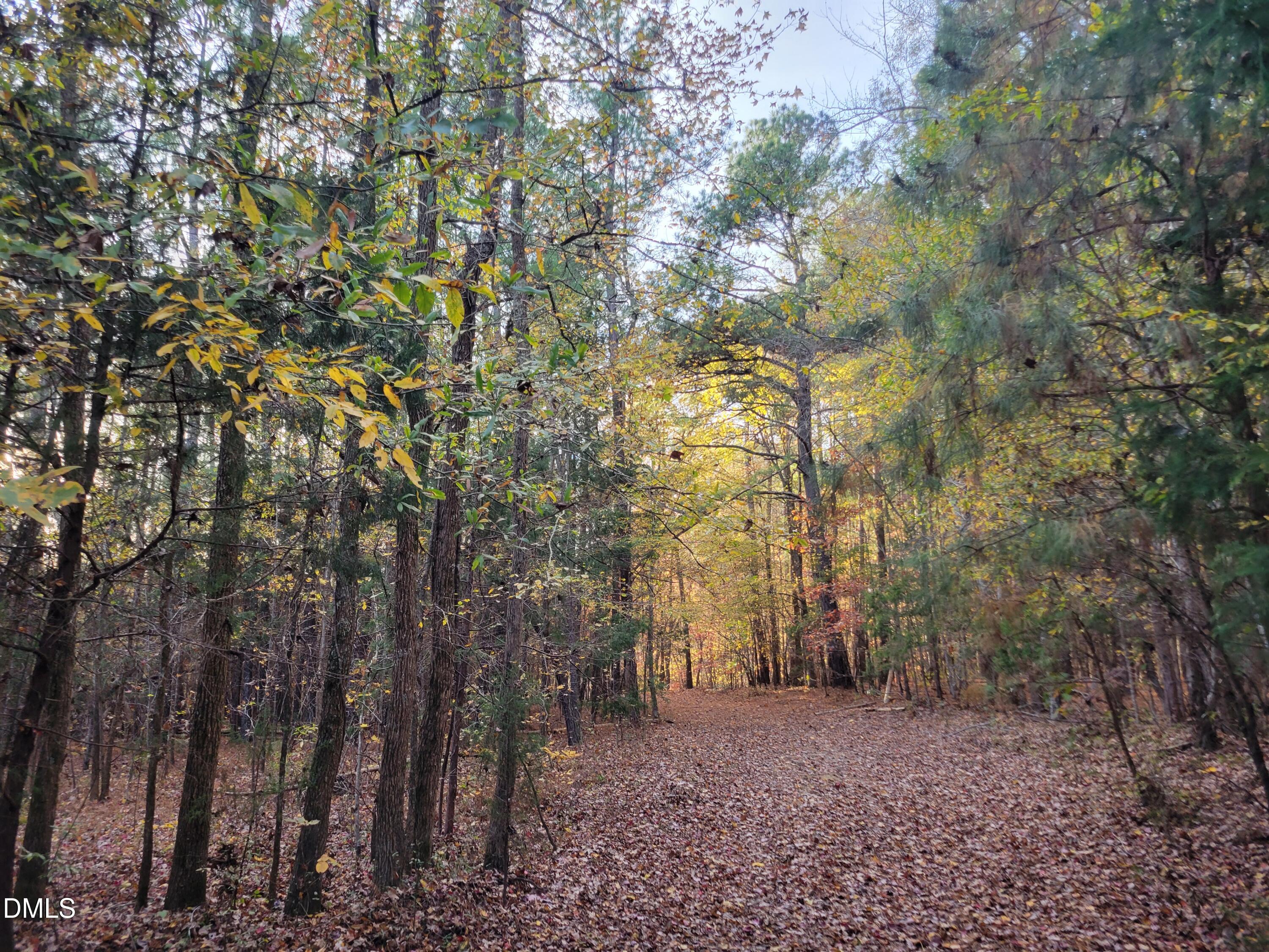 2081 Peed Road Rougemont, NC 27572 - Photo 17 of 42 a view of a forest with trees