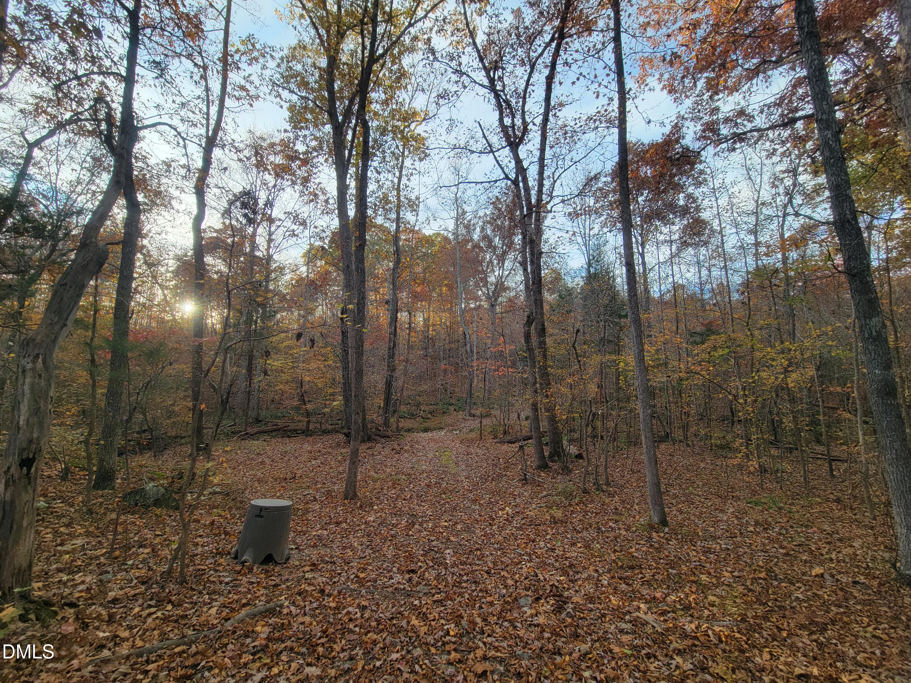 2081 Peed Road Rougemont, NC 27572 - Photo 22 of 42 a view of a forest filled with trees
