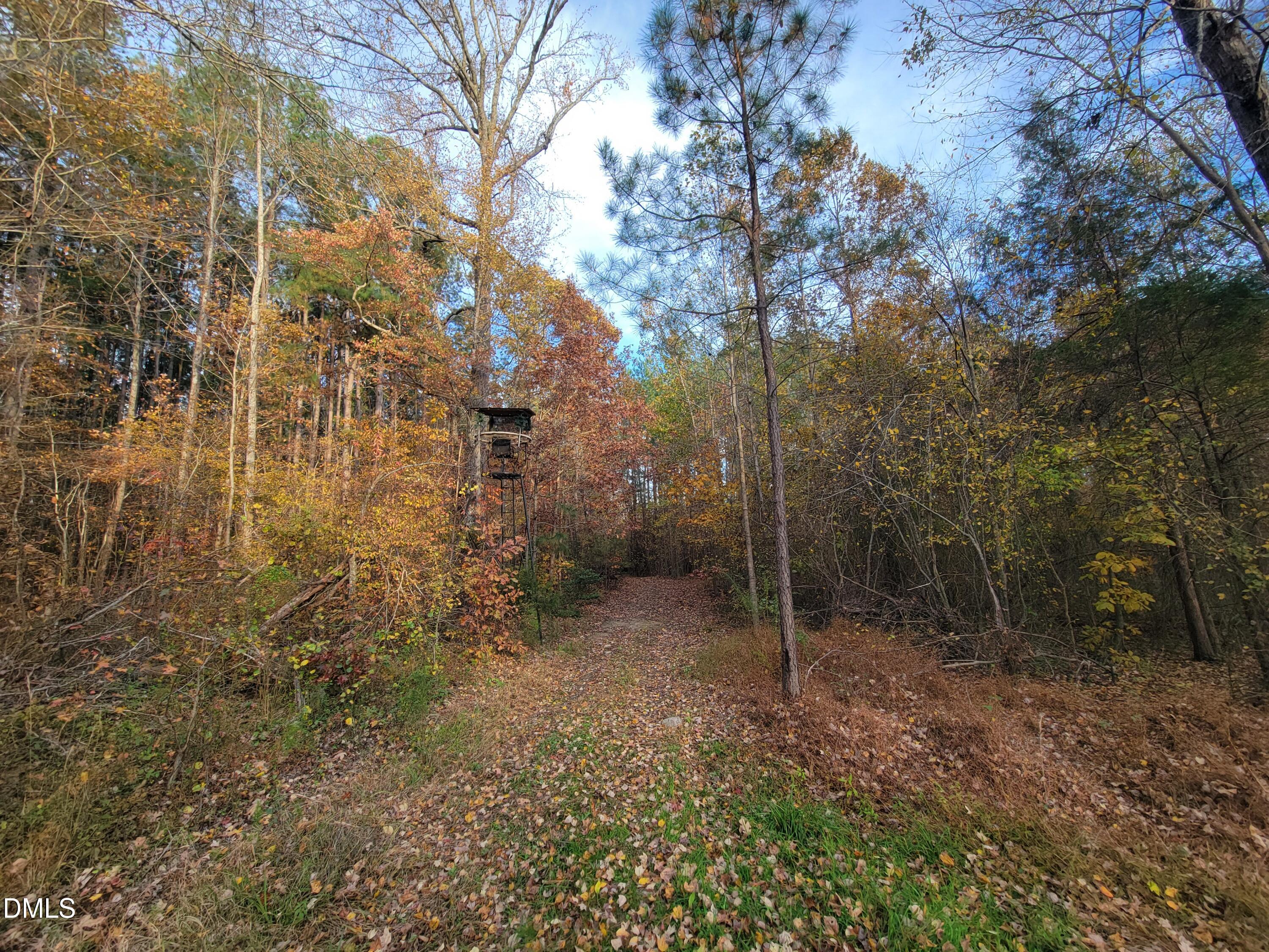 2081 Peed Road Rougemont, NC 27572 - Photo 29 of 42 a view of a forest