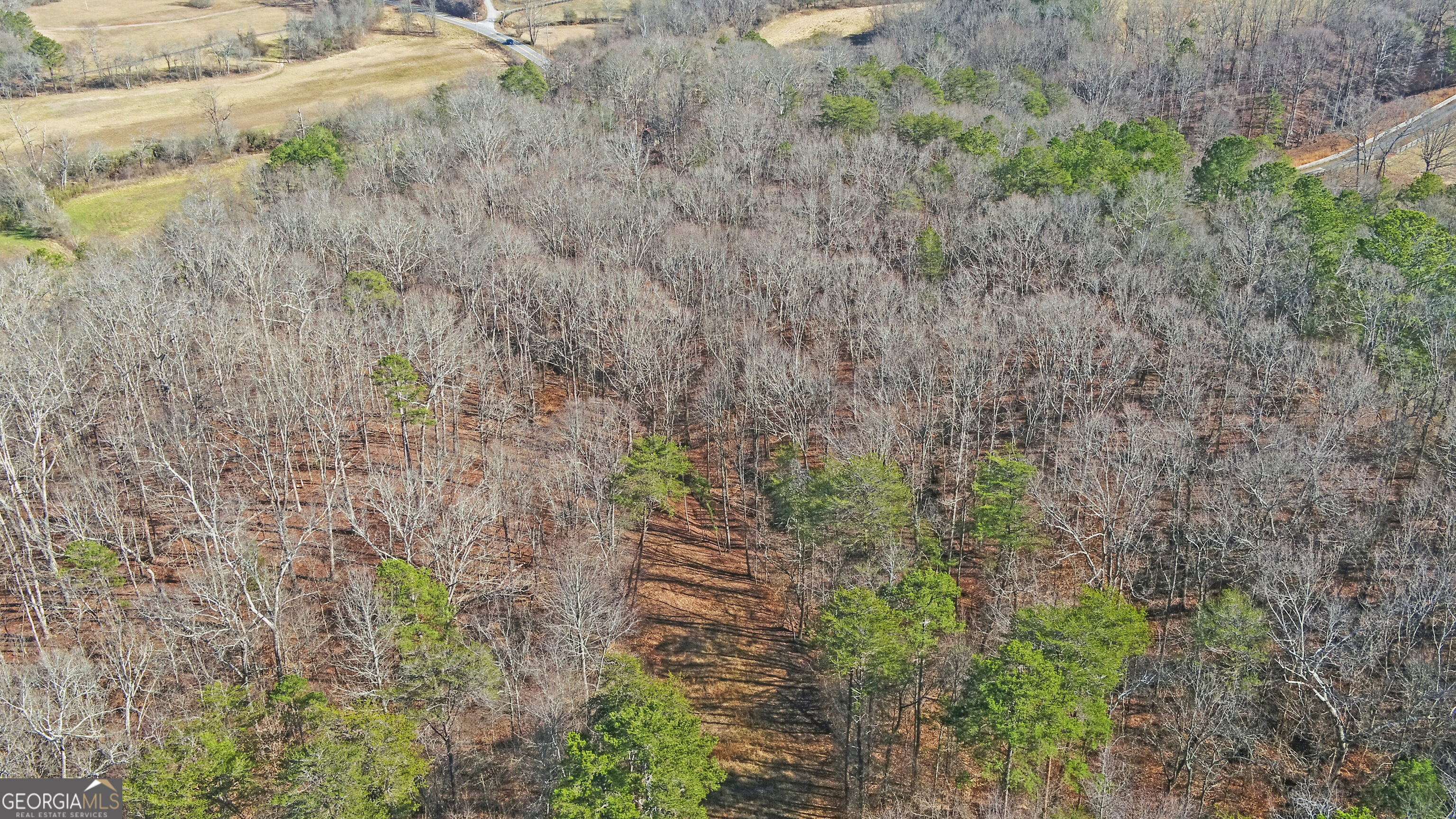 4431 Jim Hood Road Gainesville, GA 30506 - Photo 13 of 33 a close up of a plants in a forest