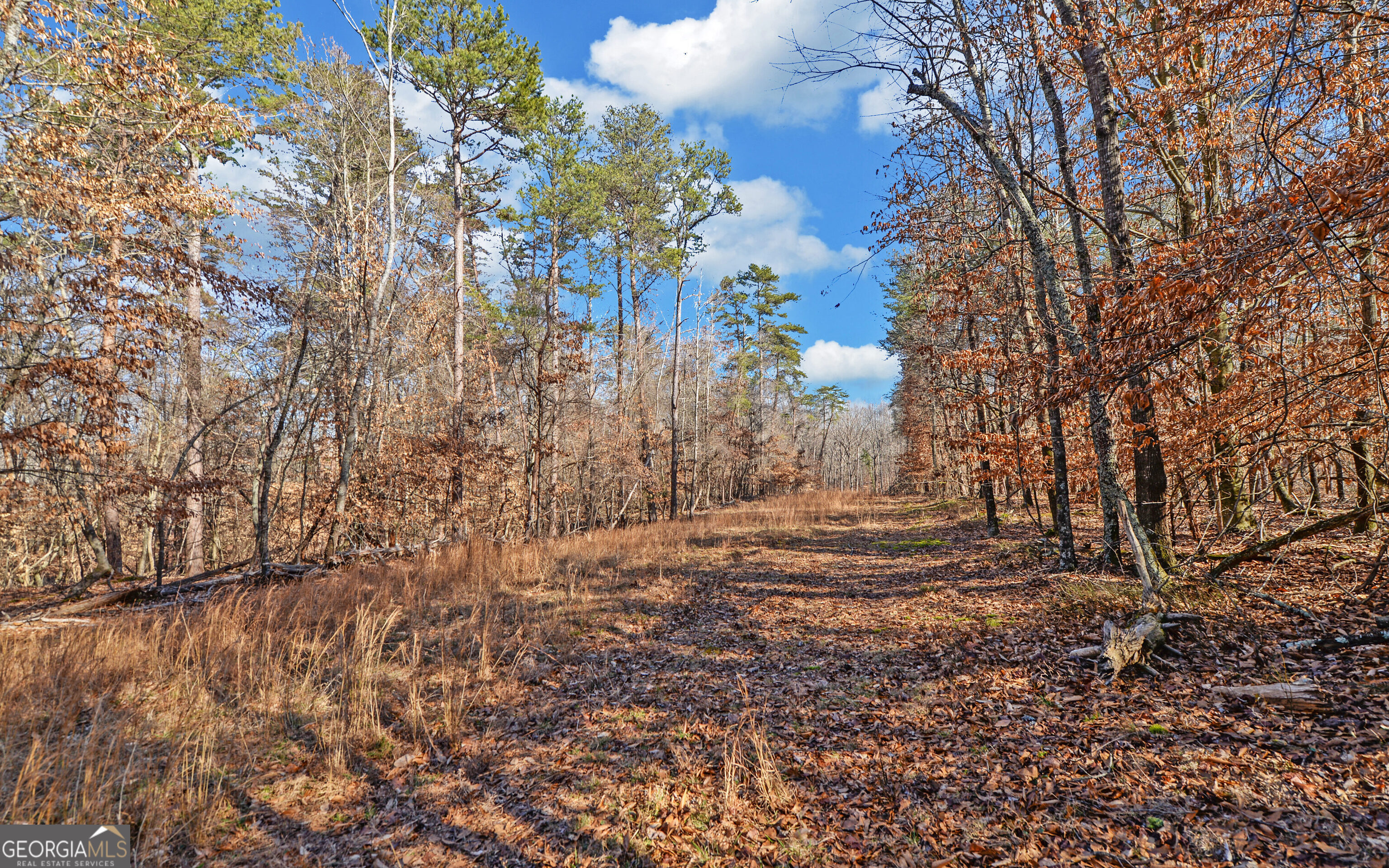 4431 Jim Hood Road Gainesville, GA 30506 - Photo 14 of 33 a view of a yard with trees