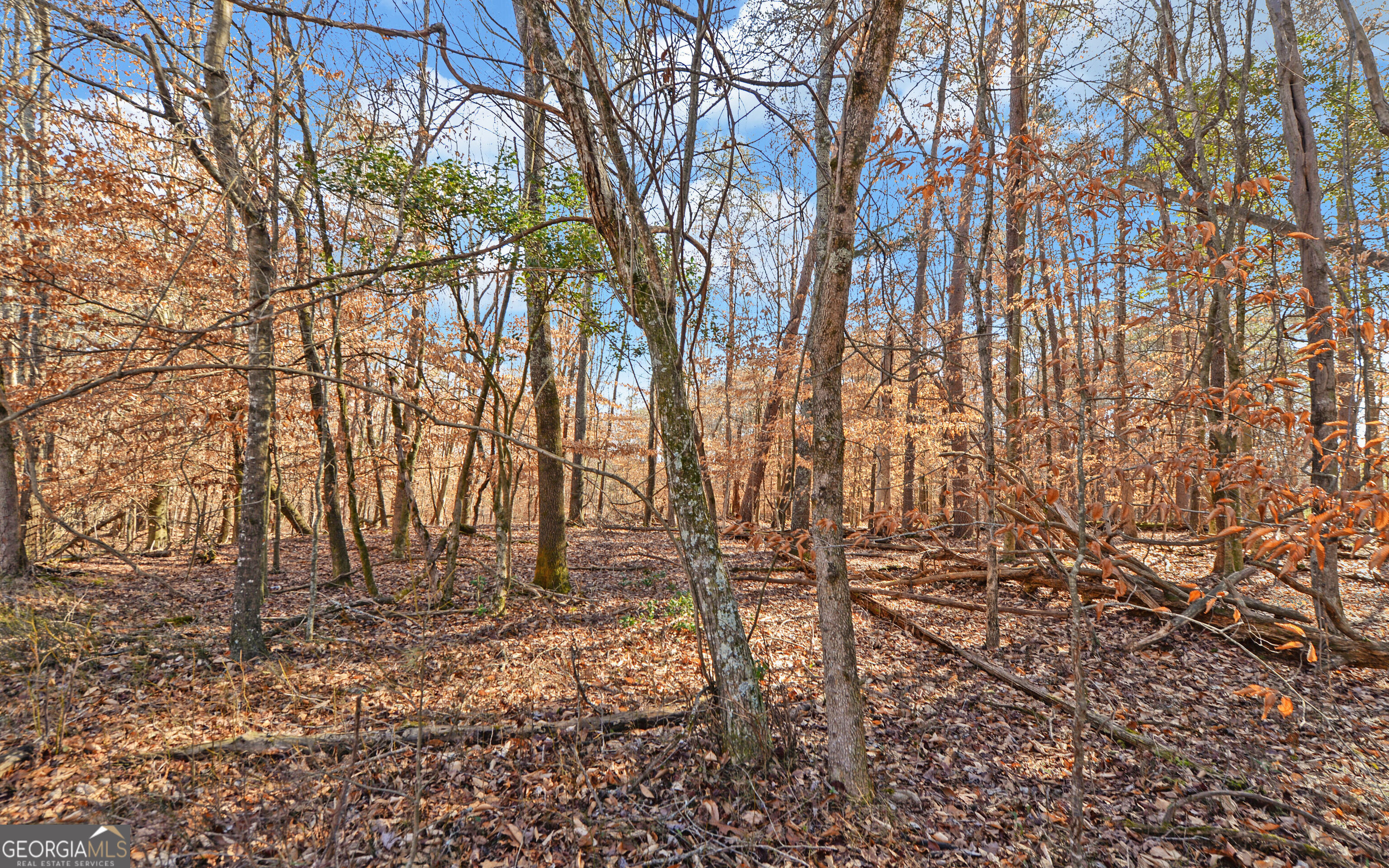 4431 Jim Hood Road Gainesville, GA 30506 - Photo 16 of 33 a backyard of a house with lots of green space