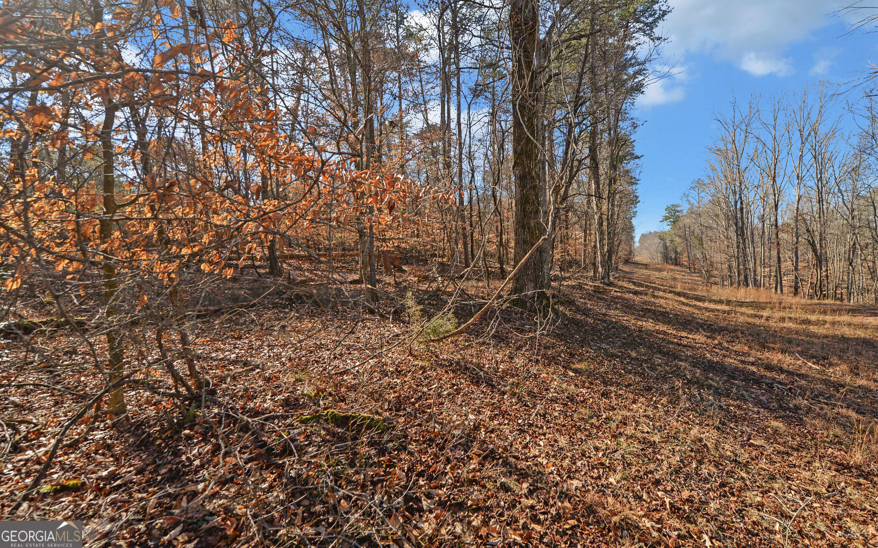 4431 Jim Hood Road Gainesville, GA 30506 - Photo 18 of 33 a view of a yard with trees