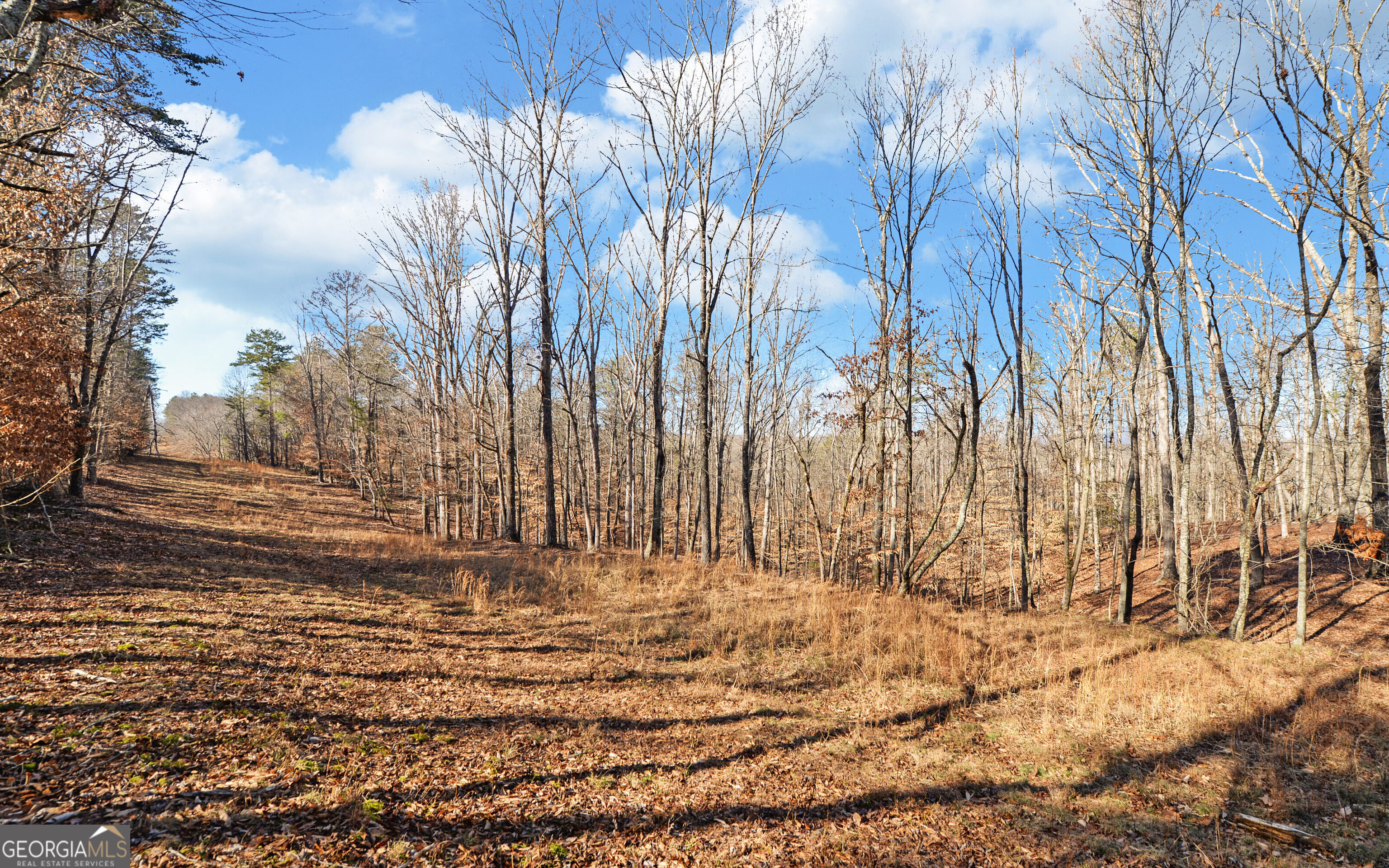 4431 Jim Hood Road Gainesville, GA 30506 - Photo 21 of 33 a view of trees and yard
