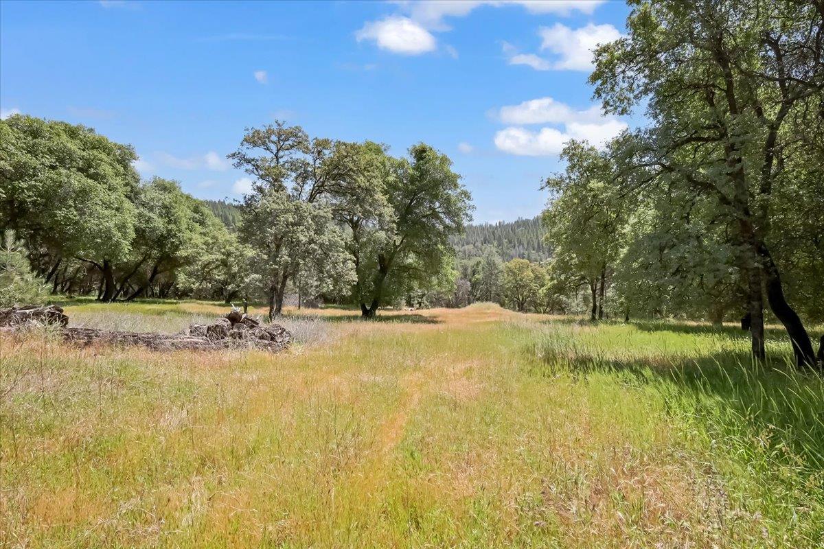 14818 Willow Glen Road Rackerby, CA 95972 - Photo 16 of 72 a view of a yard with swimming pool and trees