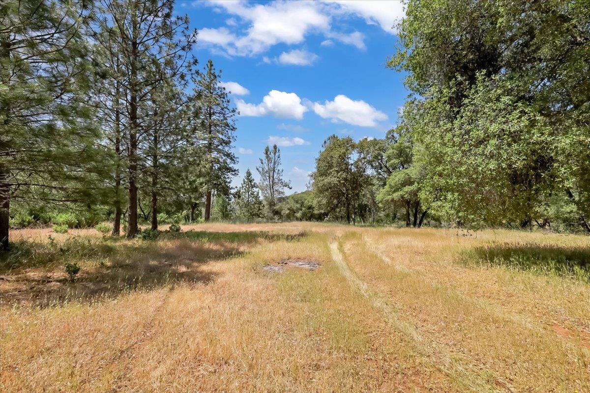 14818 Willow Glen Road Rackerby, CA 95972 - Photo 17 of 72 a view of a yard with a tree