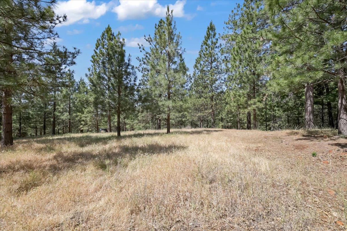 14818 Willow Glen Road Rackerby, CA 95972 - Photo 24 of 72 a view of a yard with a tree
