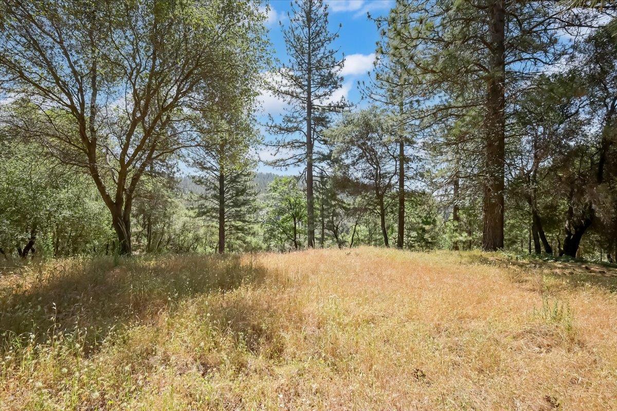 14818 Willow Glen Road Rackerby, CA 95972 - Photo 25 of 72 a view of empty yard with large trees